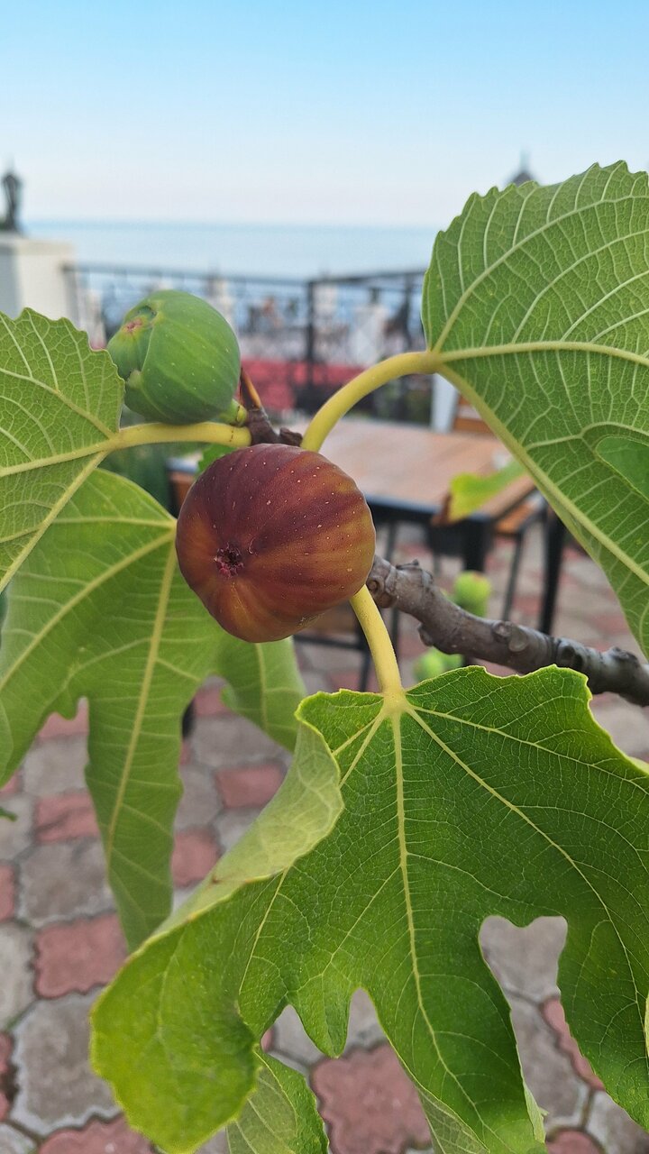 Гостиница Арзы Симеиз-57