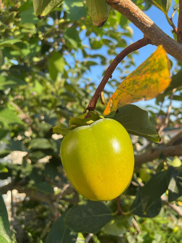 Гостиница Арзы Симеиз-80