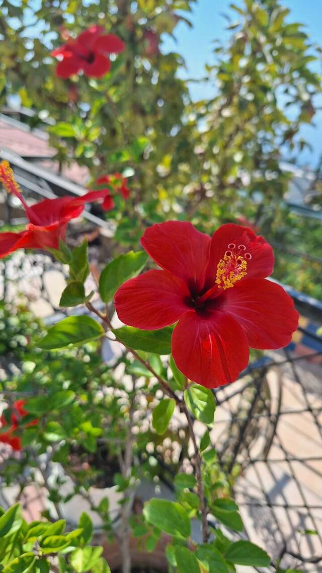 Гостиница Арзы Симеиз-41