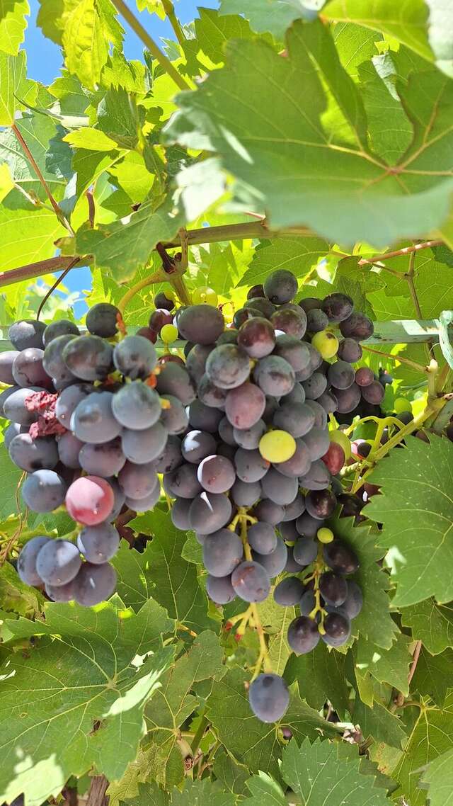 Гостиница Арзы Симеиз-52